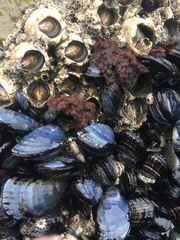 Callithamnion pikeanum