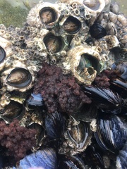 Callithamnion pikeanum