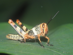 Acrididae