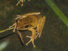 Polypedates leucomystax