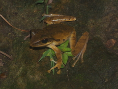Polypedates leucomystax