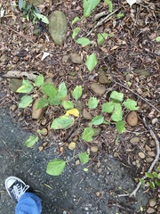 Clerodendrum trichotomum