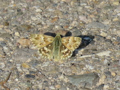 Muschampia lavatherae