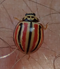 Declivitata hamata