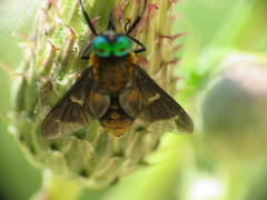 Chrysops caecutiens