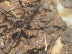 Lycosidae