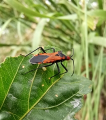 Aulacosternum nigrorubrum