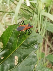 Aulacosternum nigrorubrum