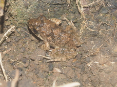 Fejervarya limnocharis