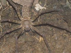 Heteropoda venatoria