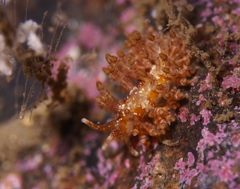 Eubranchus vittatus