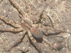 Lycosidae