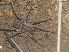 Lycosidae