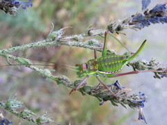 Parasteropleurus perezii