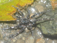 Lycosidae