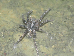 Lycosidae