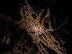 Rubramoena rubescens