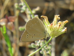 Polyommatus ripartii