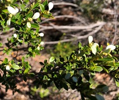 Spyridium spathulatum