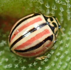 Declivitata hamata