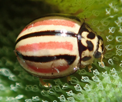 Declivitata hamata