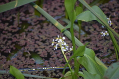 Sagittaria sanfordii