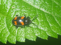 Indalmus hirsutus