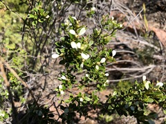 Spyridium spathulatum