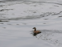 Tachybaptus ruficollis