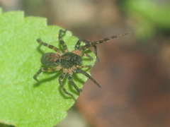 Lycosidae