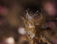 Rubramoena rubescens