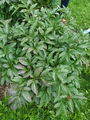 Paeonia hybrida