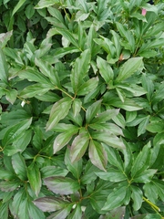 Paeonia hybrida