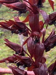 Melianthus