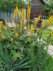 Ligularia przewalskii