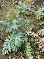 Melianthus
