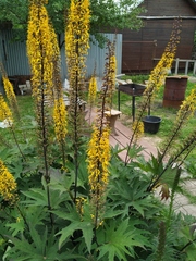 Ligularia przewalskii