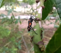 Aulacosternum nigrorubrum