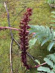 Melianthus