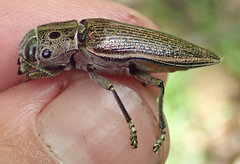 Lampetis quadriareolata