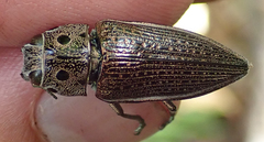 Lampetis quadriareolata