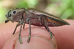 Lampetis quadriareolata