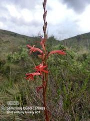 Watsonia angusta