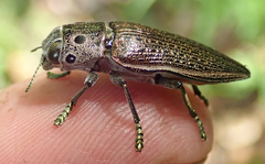 Lampetis quadriareolata