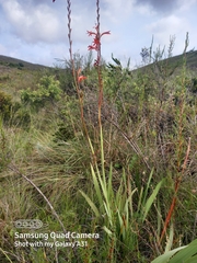 Watsonia angusta