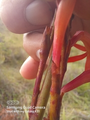 Watsonia angusta
