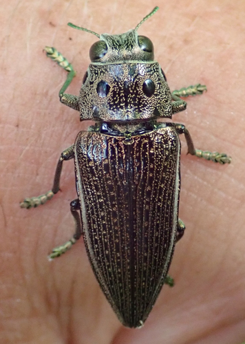 Lampetis quadriareolata · iNaturalist