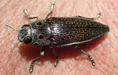 Lampetis quadriareolata