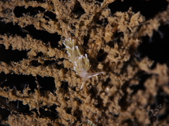 Rubramoena rubescens
