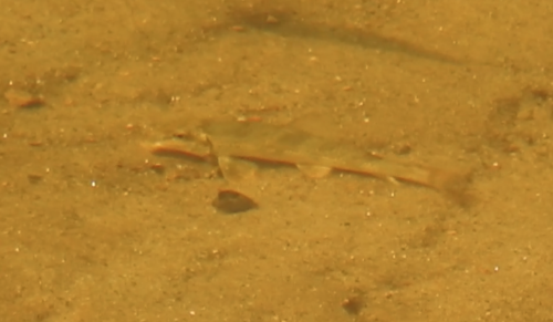 Hypentelium etowanum